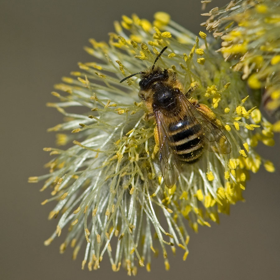 Andrena flavipes